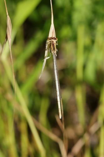 Platycnemis latipes